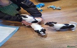 Jack Russell dogs for sale: Stunning Jack Russell Puppies  - Image 8