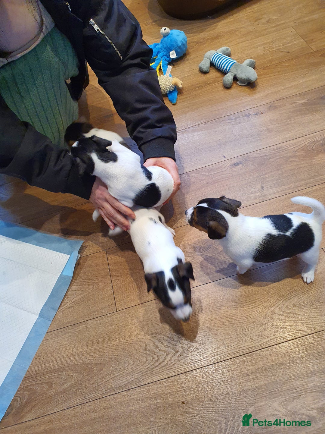 Jack Russell dogs for sale: Stunning Jack Russell Puppies  - Image 8