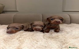 Miniature Dachshund dogs for sale: Stunning ISABELLA miniature dachshunds  - Image 7
