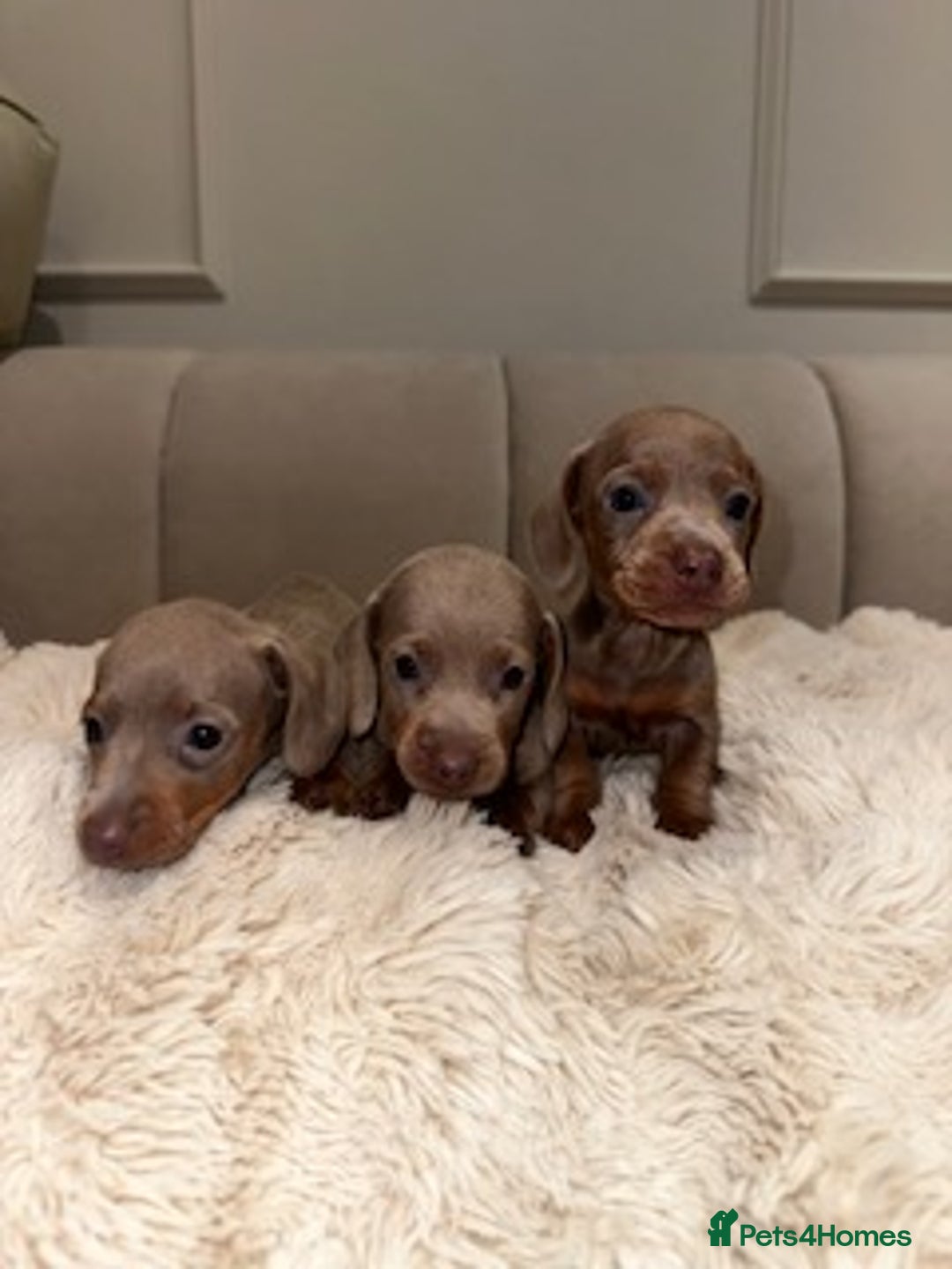 Miniature Dachshund dogs for sale: Stunning ISABELLA miniature dachshunds  - Image 7