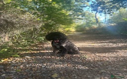 Cockapoo dogs for stud: Stud Cockerpoo - Image 2