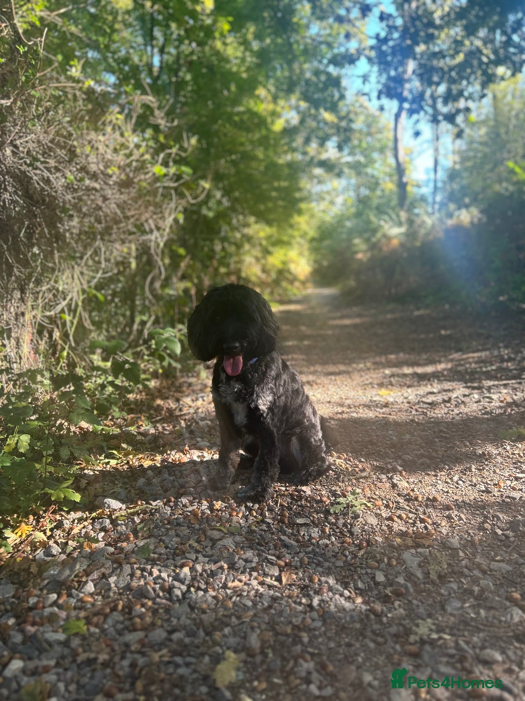 Cockapoo dogs for stud: Stud Cockerpoo - Image 2