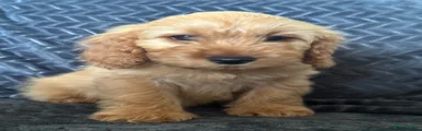 Cockapoo Puppy 2