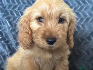Cockapoo dogs Cockapoo puppy’s 2 left ! reduced ! - Advert 17