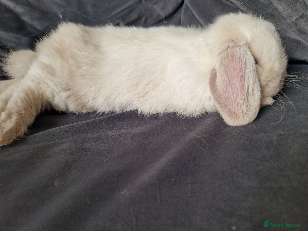 Mini Lop rabbits for sale: ⭐️pure bred minilops - Image 10