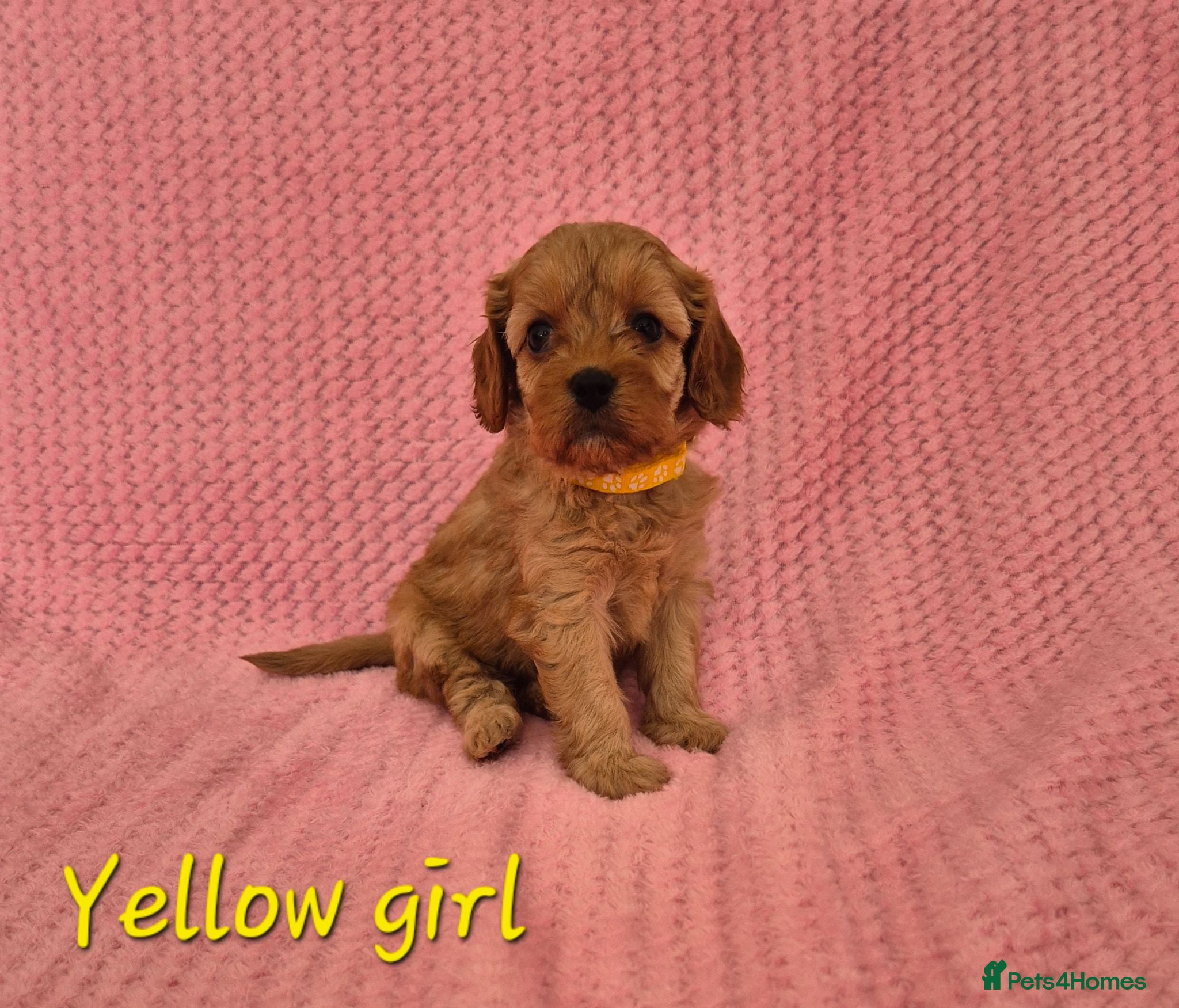 Cavapoo dogs Adorable F1 Cavapoo puppies - Advert 14