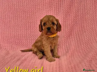 Cavapoo dogs Adorable F1 Cavapoo puppies - Advert 14