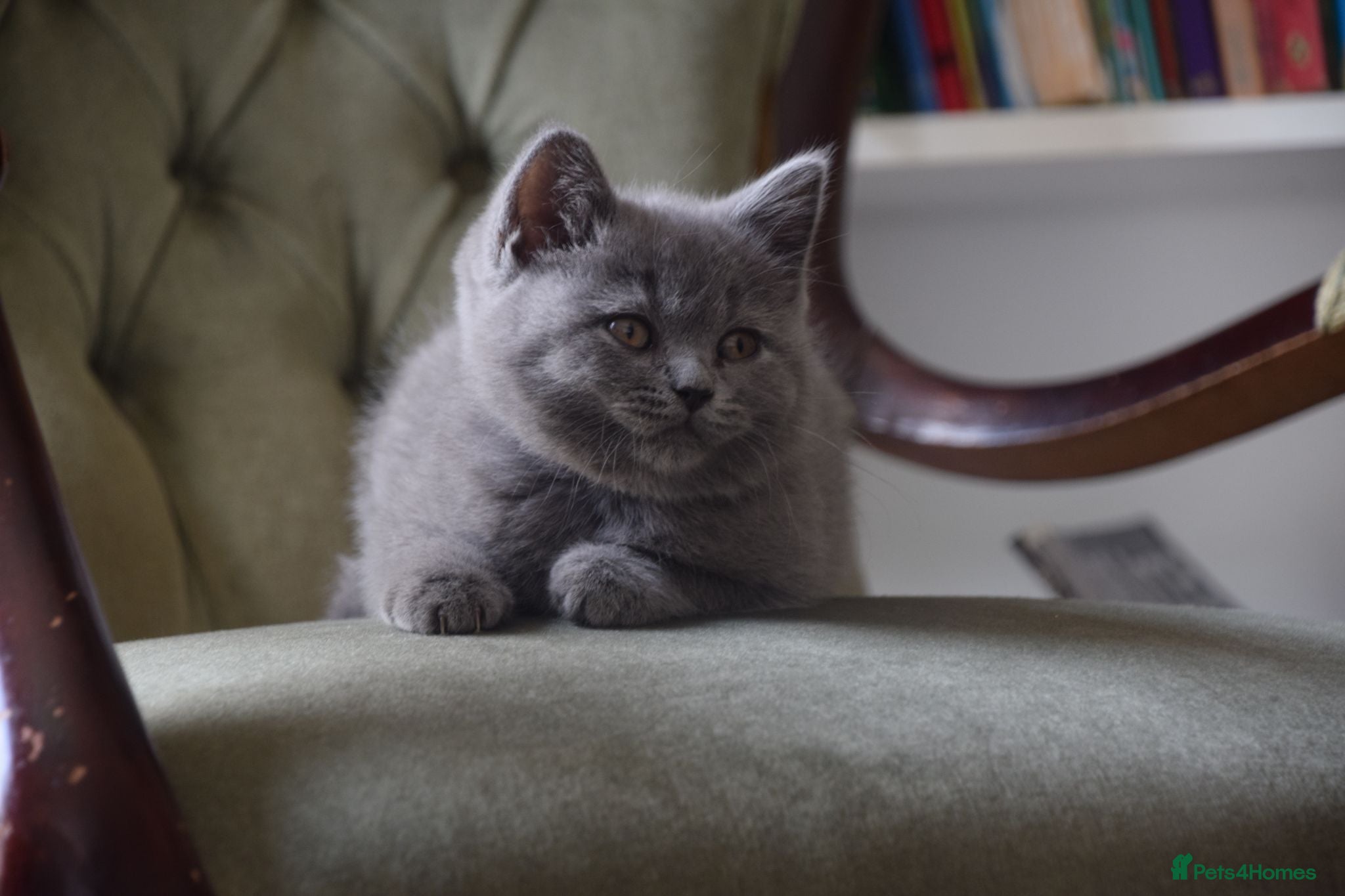 British Shorthair cats British Shorthair kittens, Ready! - Advert 1