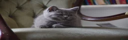 British Shorthair cats for sale: British Shorthair kittens, Ready! - Advert 1