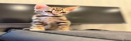 Bengal cats for sale: 🌟 READY 28 JAN - EXCEPTIONAL BENGAL KITTENS 🌟 - Advert 11