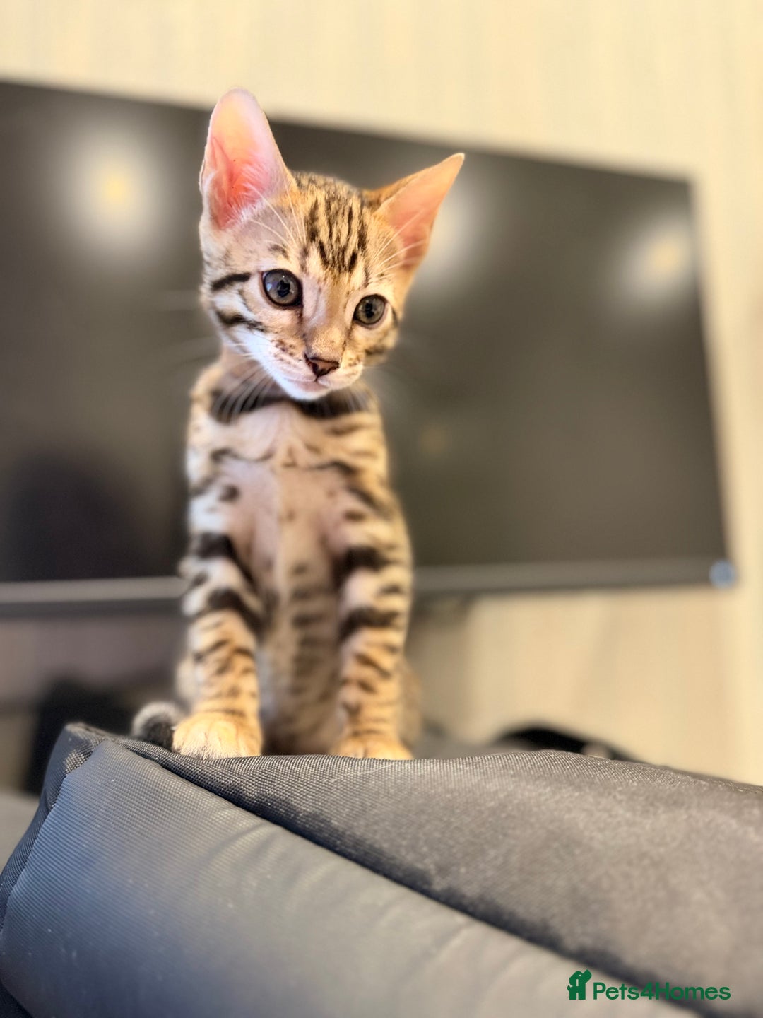 Bengal cats for sale: 🌟 READY 28 JAN - EXCEPTIONAL BENGAL KITTENS 🌟 - Advert 11