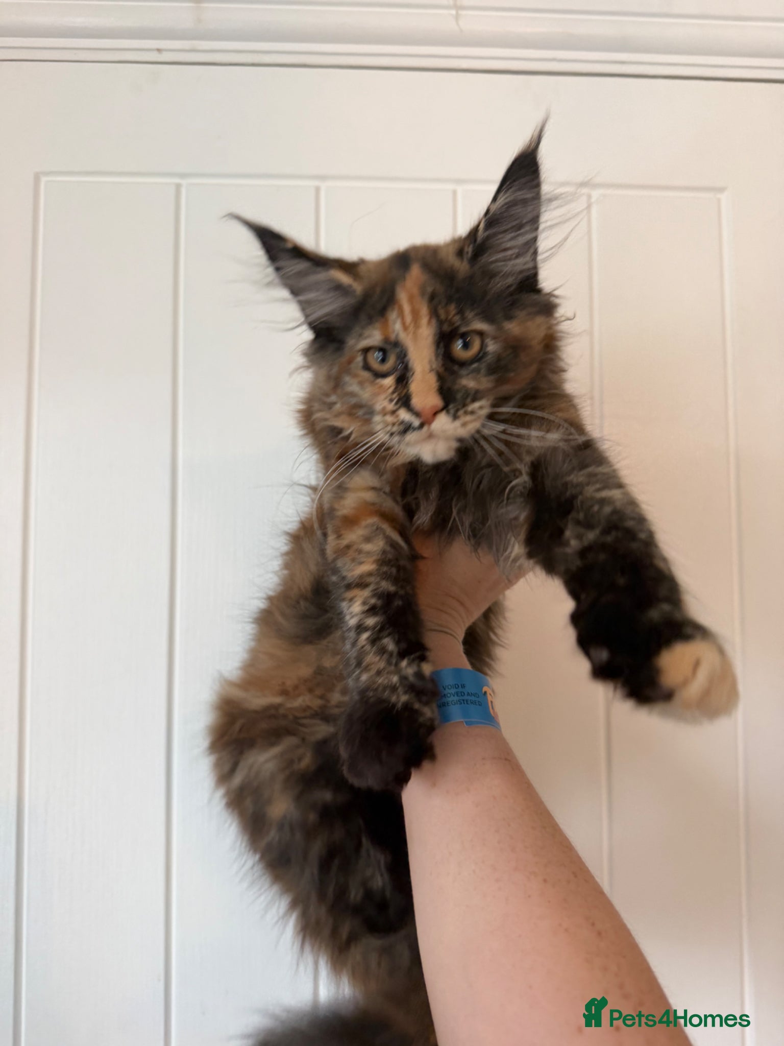 Maine Coon cats ⭐️READY NOW* TICA MAINECOON KITTEN’S⭐️🏆 - Advert 13