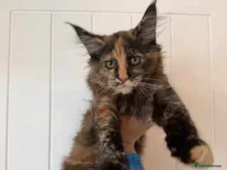 Maine Coon cats ⭐️READY NOW* TICA MAINECOON KITTEN’S⭐️🏆 - Advert 13