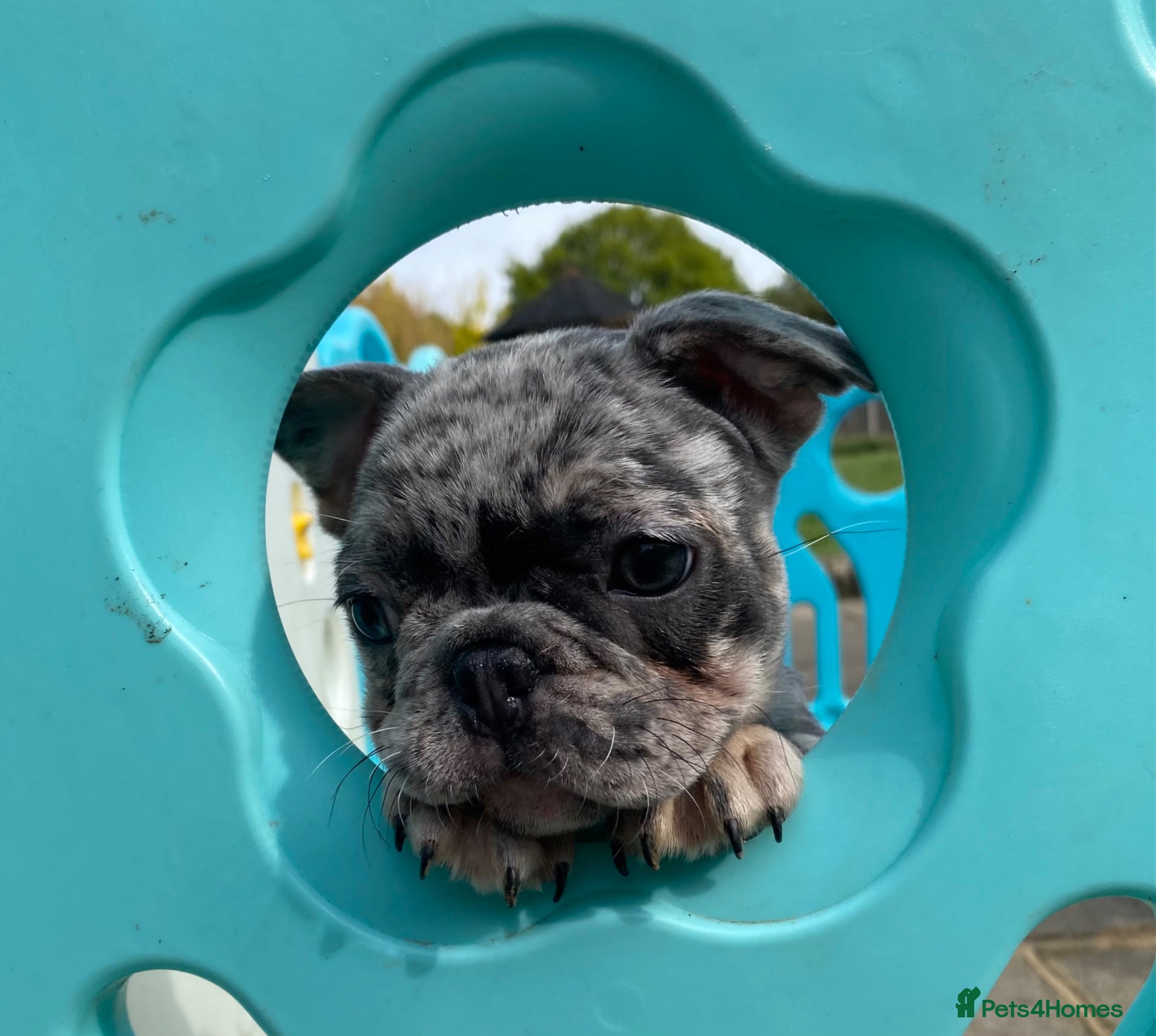 French Bulldog dogs for sale: Reduced KC registered French Bulldog puppies - Advert 1