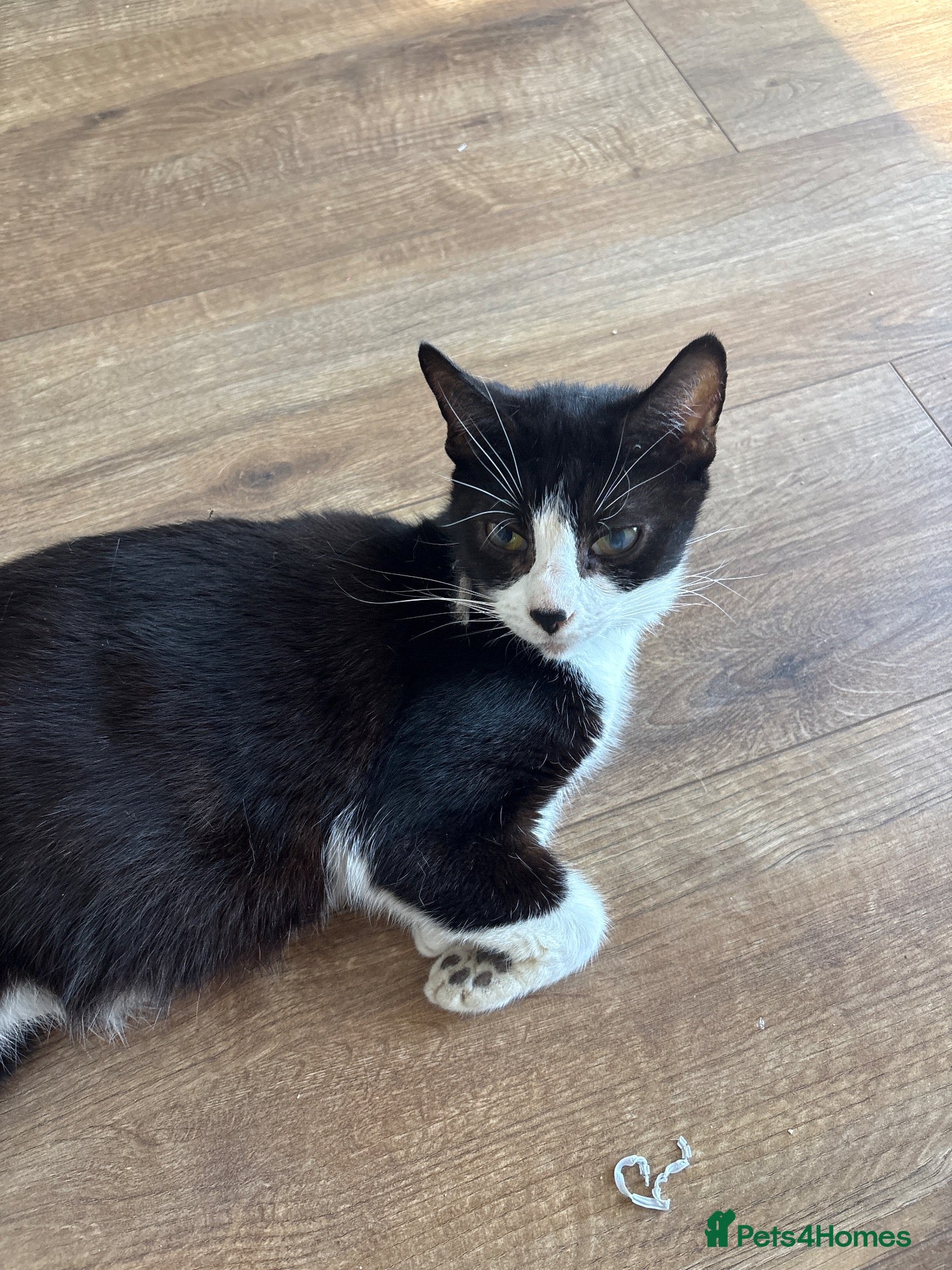 Domestic Shorthair cats Kittens - Advert 1