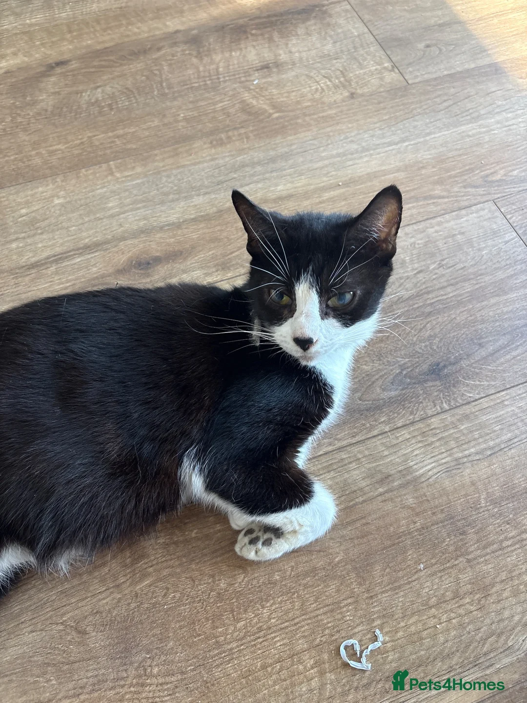 Domestic Shorthair cats for sale: Kittens in Billericay - Advert 1