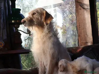 Labradoodle dogs Lovely Labradoodle Puppies - Advert 1