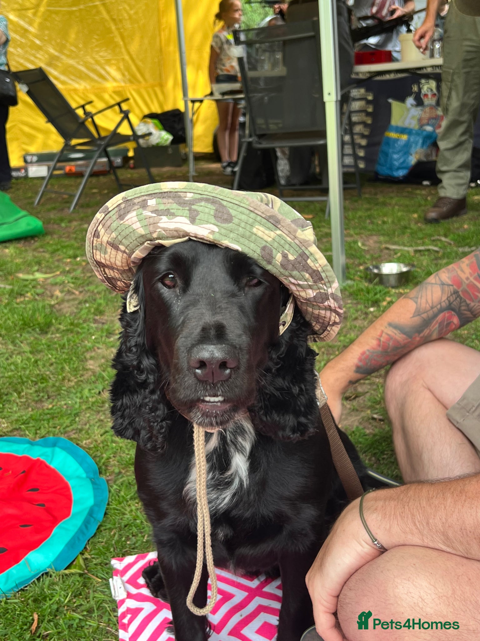 Sprocker dogs Beautiful sprocker puppies for sale. - Advert 7