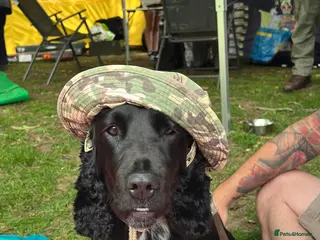 Sprocker dogs Beautiful sprocker puppies for sale. - Advert 7