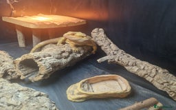 Bearded Dragon reptiles for sale: Male leather back bearded dragon - Image 2
