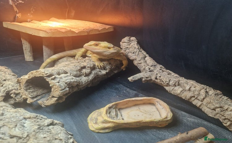 Bearded Dragon reptiles - Advert 6