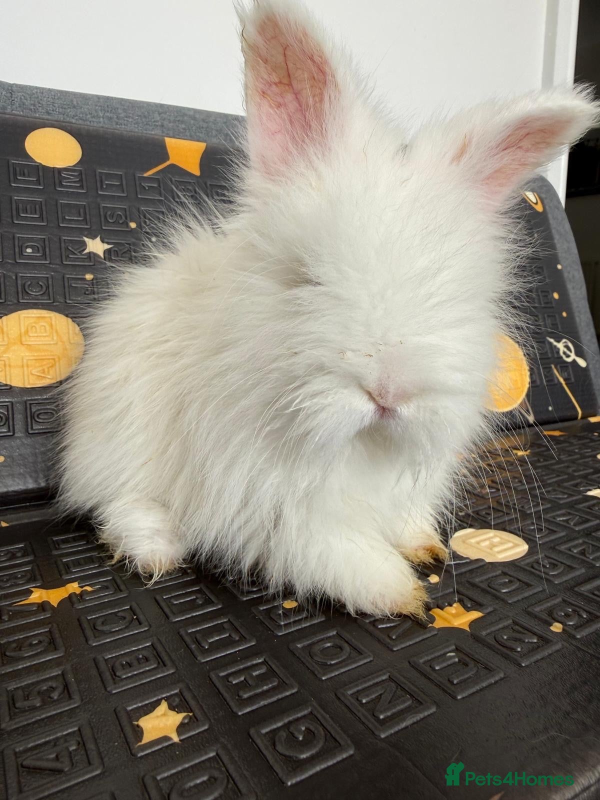 Angora rabbits     🐇 Purebred English Angora Bunnies   💕 - Advert 2