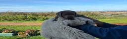 Labrador Retriever dogs for sale: Silver Labrador Retriever Puppies - Advert 29