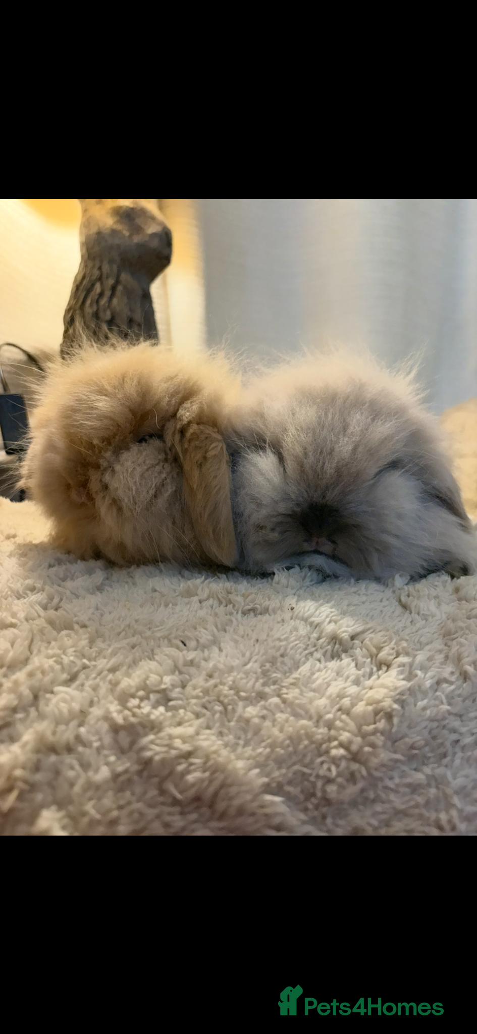 Mini Lion Lop rabbits for sale: Fluffy double mane mini lion lop bunny rabbits - Advert 15