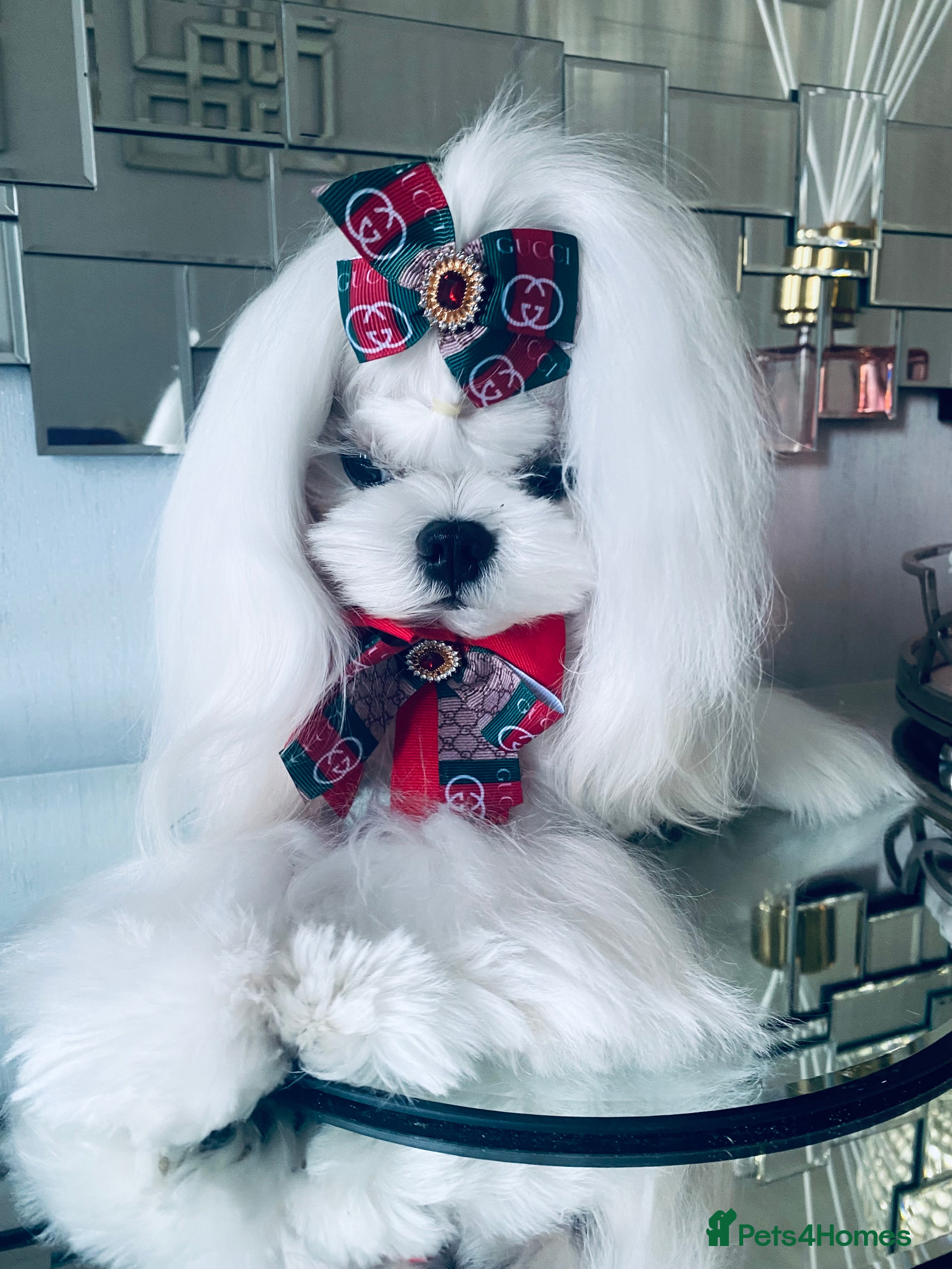 Maltese dogs 🖤DNA health tested Tiny Korean Maltese boy🖤 - Advert 4