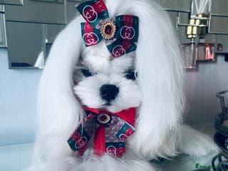 Maltese dogs 🖤DNA health tested Tiny Korean Maltese boy🖤 - Advert 4