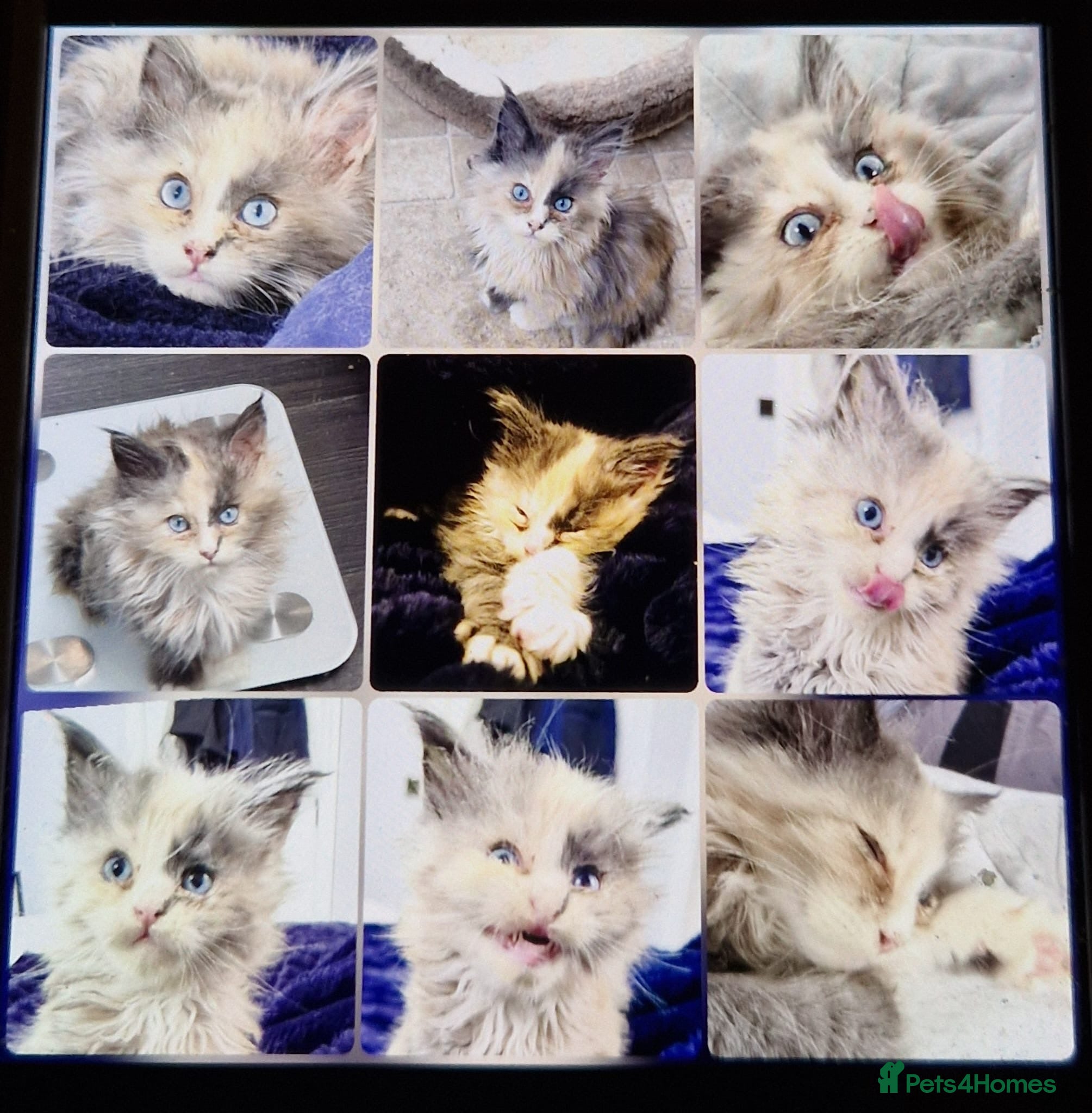 Maine Coon cats Maine coon TICA - Advert 1