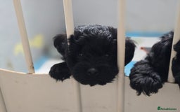 Schnoodle dogs for sale: Schnoodle puppys  - Image 4