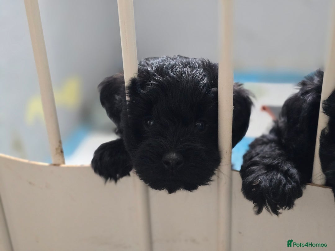 Schnoodle dogs for sale: Schnoodle puppys  - Image 4