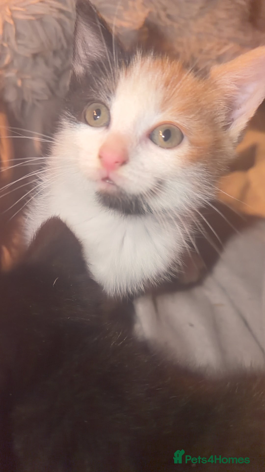 Mixed Breed cats for sale: 4 beautiful kittens  - Advert 3