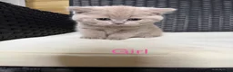 British Shorthair cats for sale: Beautiful pedigree British Shorthair kittens - Advert 9
