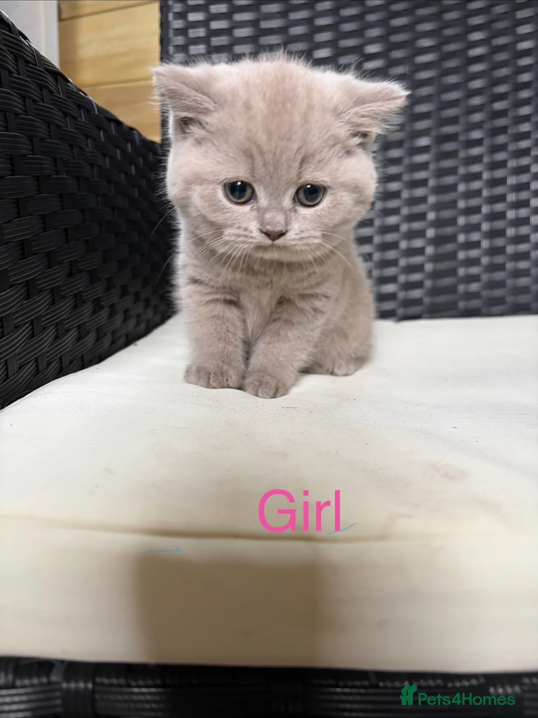 British Shorthair cats for sale: Beautiful pedigree British Shorthair kittens - Advert 9