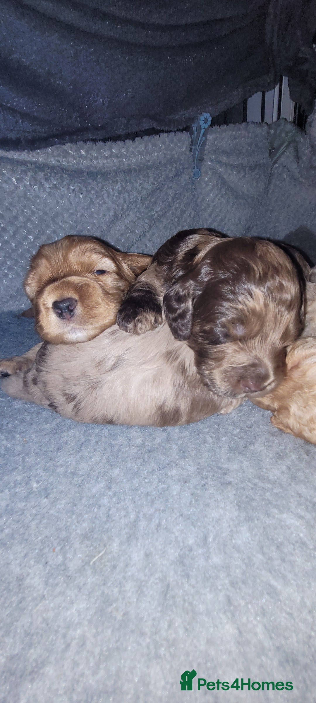 Cockapoo dogs for sale: F3b Merle Cockapoos - Image 20