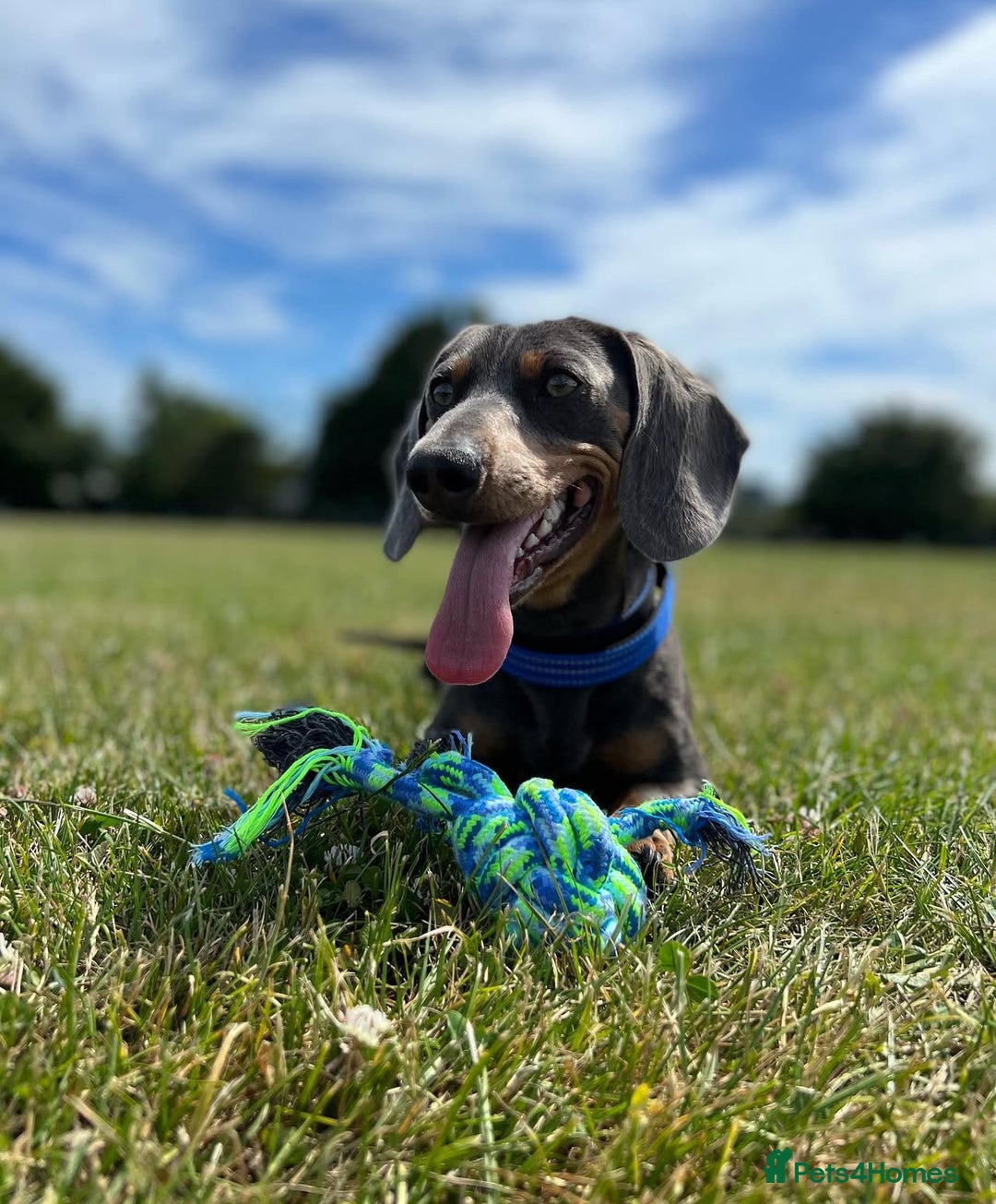 Miniature Dachshund dogs for stud: Short Haired Miniature Blue and Tan for Stud - Advert 3