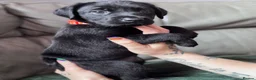 Labrador Retriever dogs for sale: 8 stunning lab pups for sale - Advert 16