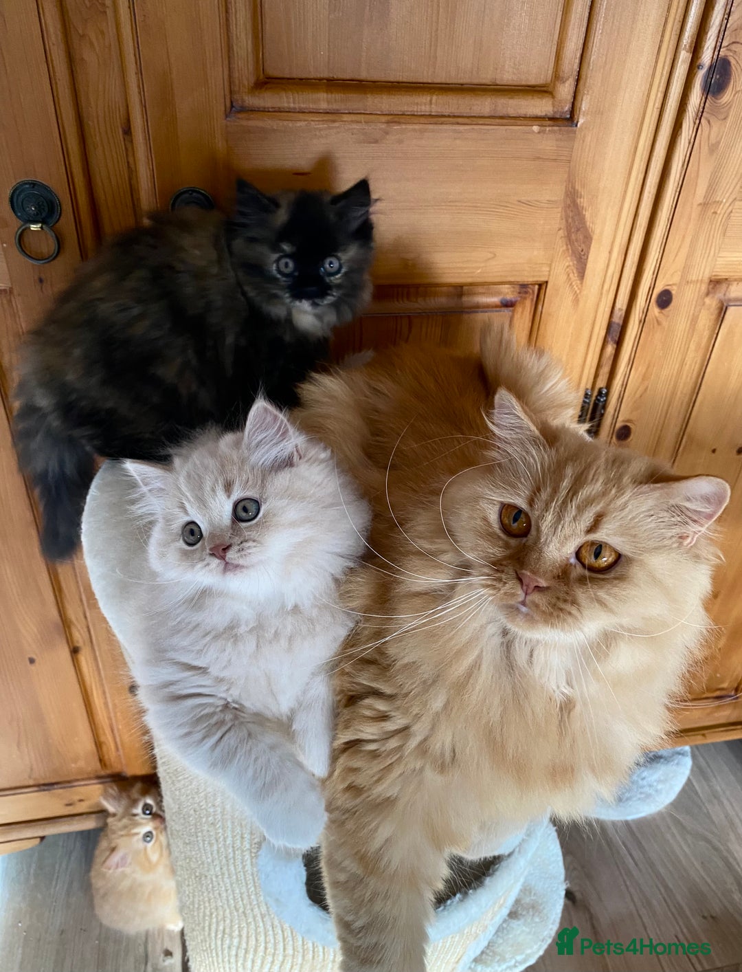 British Longhair cats for sale: Champion line kittens with excellent pedigrees - Image 1