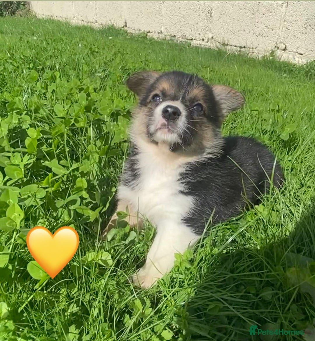 Welsh Corgi Pembroke dogs for sale: Champion Bloodline KC reg puppies - Image 8