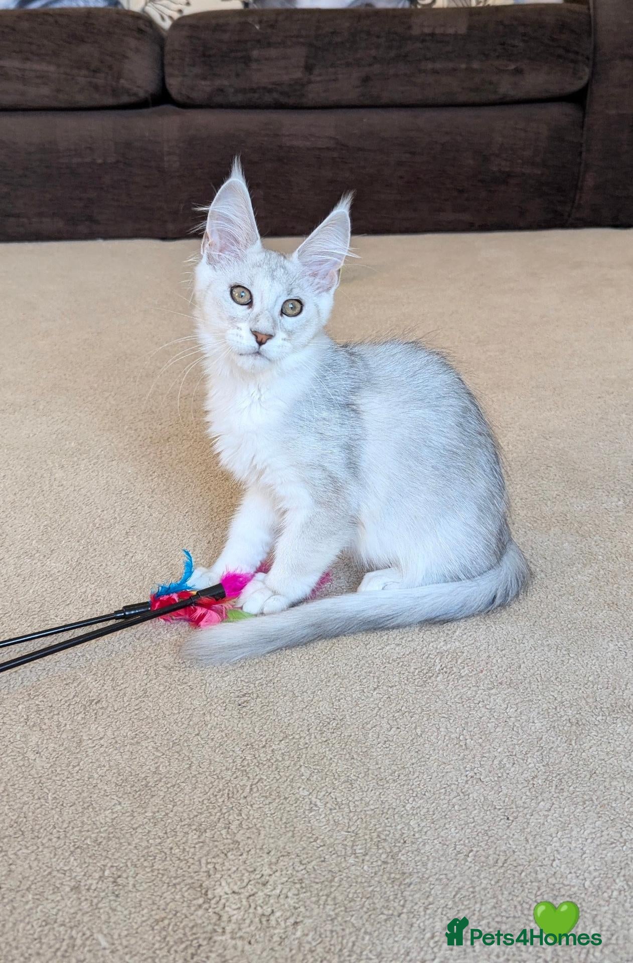 Maine Coon cats Shaded & Ticked Registered Kittens  - Advert 2