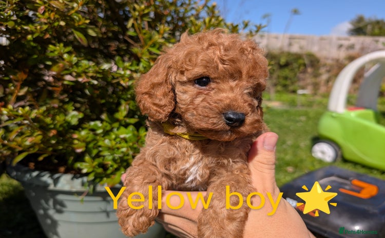 Miniature Poodle dogs - Advert 4