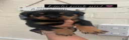Rottweiler dogs for sale: 4 stunning Rottweiler pups available  - Advert 7