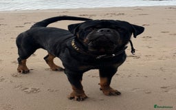 Rottweiler dogs for stud: Proven KC Rottweiler At Stud  in Bacup - Image 6