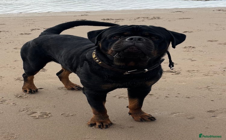 Rottweiler dogs in Bacup - Advert 7