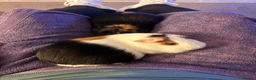 Guinea Pig rodents for sale: 2 x male guinea pigs  - Advert 3
