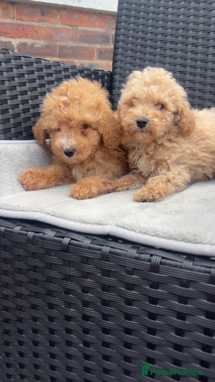 Maltipoo dogs MULTIPOO PUPPIES READY TO LEAVE  - Advert 6