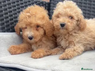 Maltipoo dogs MULTIPOO PUPPIES READY TO LEAVE - Advert 6