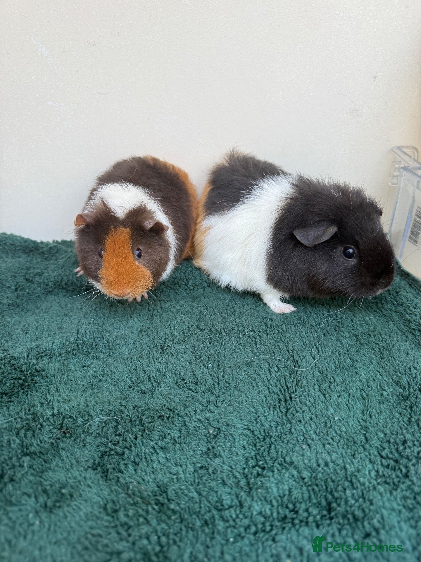 Guinea Pig rodents for sale: Pair of female baby Guinea pigs  - Advert 1